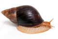 Lissachatina immaculata ssp. Mozambique adult